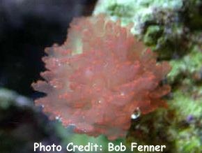  Nemastoma gelatinosum (Red Finger Algae)